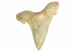 Serrated Sokolovi (Auriculatus) Shark Tooth - Dakhla, Morocco #249399
