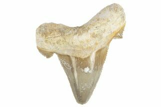 Serrated Sokolovi (Auriculatus) Shark Tooth - Dakhla, Morocco #249406