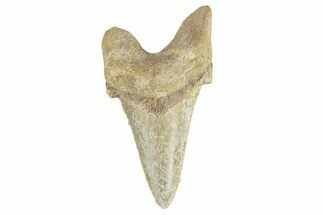 Serrated Sokolovi (Auriculatus) Shark Tooth - Dakhla, Morocco #249419