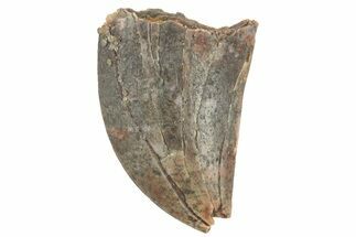 Bargain, Juvenile Carcharodontosaurus Tooth #249429
