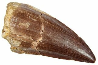 Fossil Mosasaur (Prognathodon) Tooth - Morocco #249613