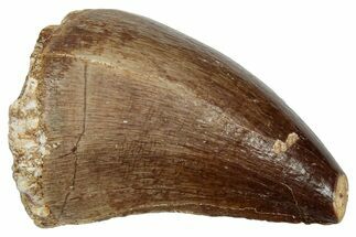 Fossil Mosasaur (Prognathodon) Tooth - Morocco #249633