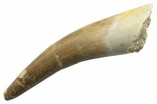 Fossil Plesiosaur (Zarafasaura) Tooth - Morocco #249587