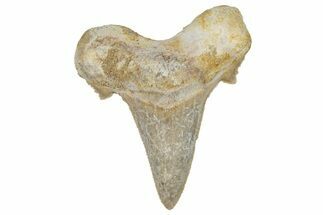 Serrated Sokolovi (Auriculatus) Shark Tooth - Dakhla, Morocco #249682
