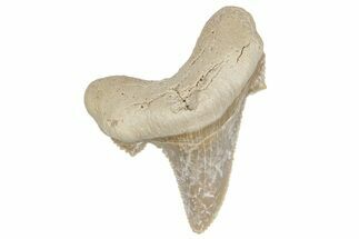 Serrated Sokolovi (Auriculatus) Shark Tooth - Dakhla, Morocco #249690