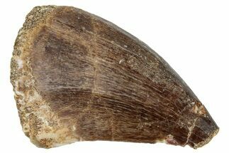 Fossil Mosasaur (Prognathodon) Tooth - Morocco #249817