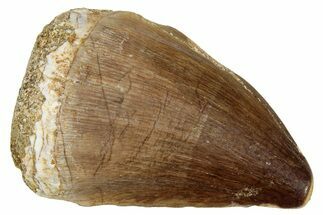 Fossil Mosasaur (Prognathodon) Tooth - Morocco #249837