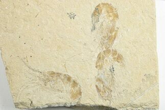 Three Cretaceous Fossil Shrimp - Lebanon #249605