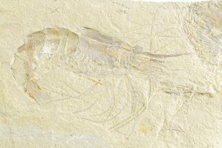 Cretaceous Fossil Shrimp - Lebanon #249844