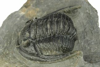 Diademaproetus Trilobite Fossil - Morocco #249892