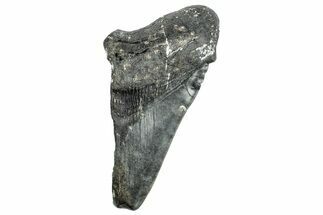 Partial Fossil Megalodon Tooth - South Carolina #250042