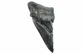 Partial Fossil Megalodon Tooth - South Carolina #250044
