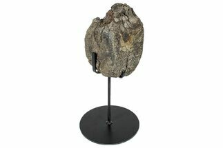 Fossil Hadrosaur Caudal Vertebra w/ Metal Stand - Texas #250283