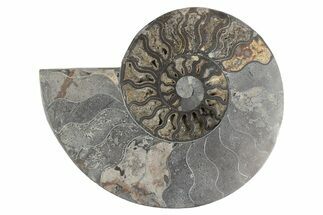 Cut & Polished Ammonite Fossil (Half) - Unusual Black Color #244964