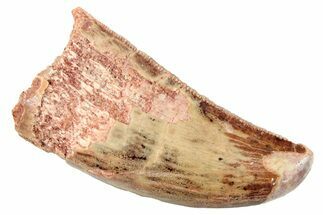 Serrated, Carcharodontosaurus Tooth - Thick Tooth #250563