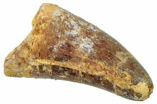 Cretaceous Fossil Crocodylomorph Tooth - Morocco #250694
