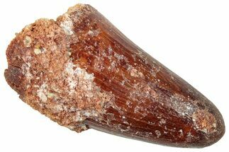 Cretaceous Fossil Crocodylomorph Tooth - Morocco #250712