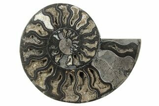 Cut & Polished Ammonite Fossil (Half) - Unusual Black Color #250523