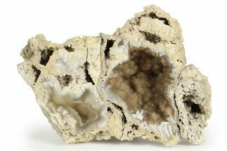 Agatized Fossil Coral Geode - Florida #250943