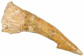 Huge, Fossil Sawfish (Onchopristis) Rostral Barb - Morocco #250886