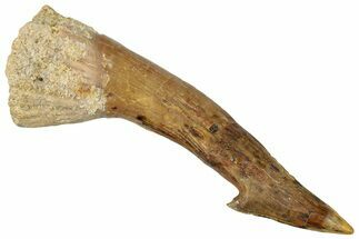 Fossil Sawfish (Onchopristis) Rostral Barb - Morocco #250918