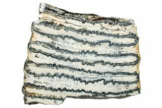 Polished Mammoth Molar Slice - South Carolina #250763