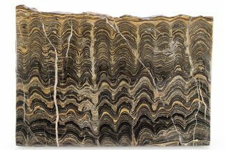 Polished Stromatolite (Greysonia) Slab - Bolivia #241744