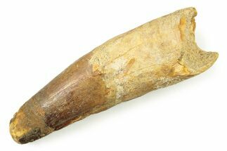 Bargain, Fossil Spinosaurus Tooth - Real Dinosaur Tooth #250960
