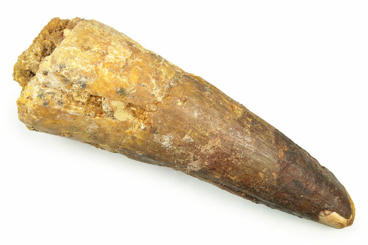 Bargain Fossil Spinosaurus Tooth Composite Tip For Sale Fossilera Com