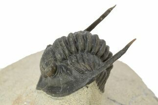 Enrolled Diademaproetus Trilobite - Foum Zguid, Morocco #125140