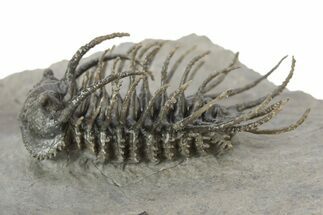 Spiny Koneprusia Trilobite - Top Quality Specimen #251049
