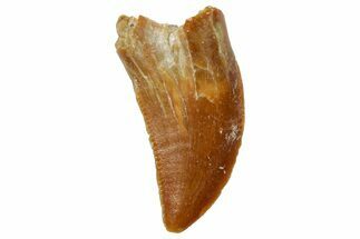 Serrated, Raptor Tooth - Real Dinosaur Tooth #249451