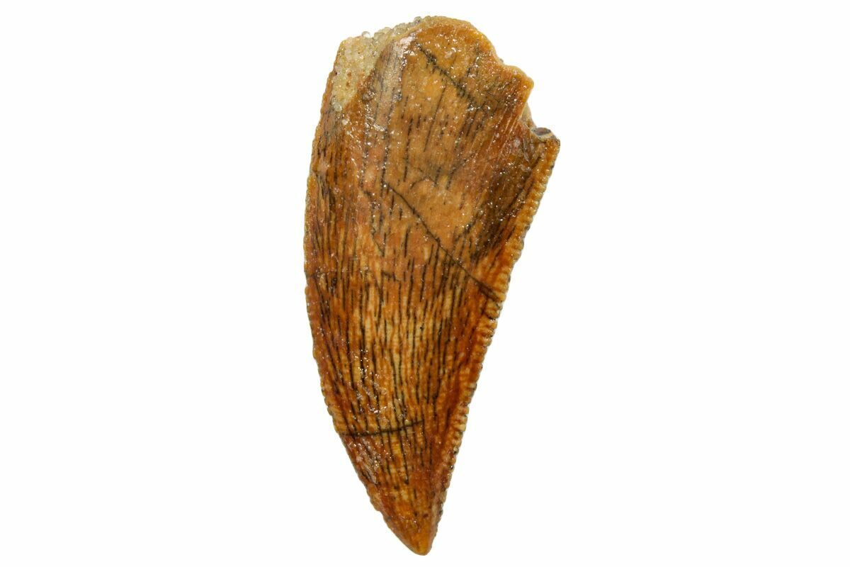 Dinosaur Tooth Scan Serrated, 1.01