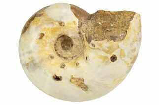 Jurassic Ammonite Fossil - Sakaraha, Madagascar #251296