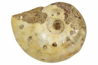 Jurassic Ammonite Fossil - Sakaraha, Madagascar #251305