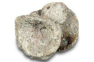 Fossil Synapsid (Edaphosaurus) Vertebra - Texas #251381