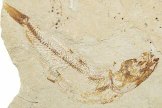 Cretaceous Fossil Fish (Scombroclupea) - Lebanon #251396