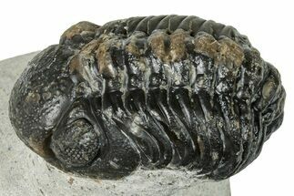 Bargain, Austerops Trilobite - Visible Eye Facets #251036