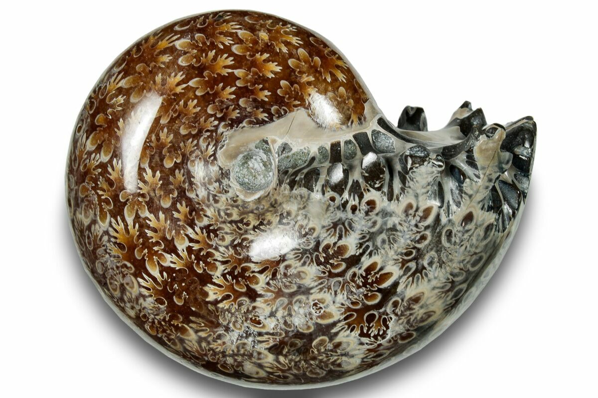 2.5" Polished Sutured Ammonite (Phylloceras?) Fossil - Madagascar