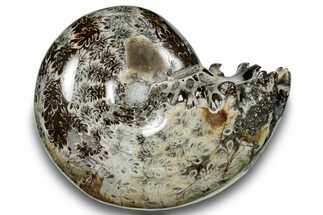 Polished Sutured Ammonite (Phylloceras?) Fossil - Madagascar #251483