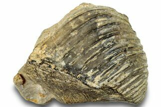 Jurassic Bivalve Mollusk (Trigonia) Fossil - England #251777