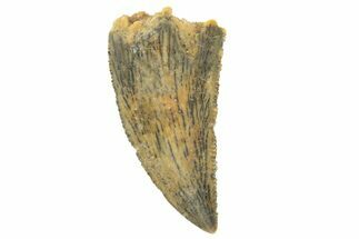 Serrated, Raptor Tooth - Real Dinosaur Tooth #251799