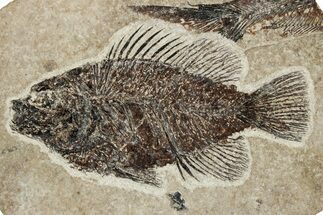 Fossil Fish (Cockerellites) - Wyoming #251897