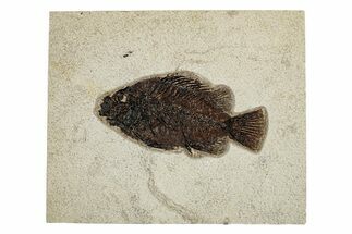 Elegant Fossil Fish (Cockerellites) - Wyoming #251899