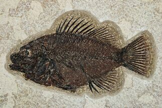 Fossil Fish (Cockerellites) - Wyoming #251910
