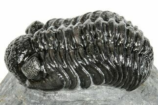 Phacopid (Adrisiops) Trilobite - Jbel Oudriss, Morocco #251627