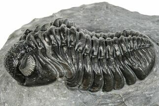 Phacopid (Adrisiops) Trilobite - Jbel Oudriss, Morocco #251655