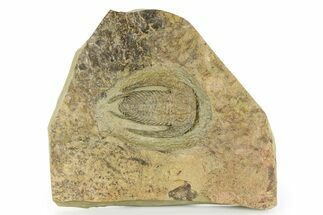 Early Cambrian Trilobite (Perrector) - Tazemmourt, Morocco #252087
