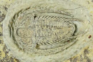 Early Cambrian Trilobite (Perrector) - Tazemmourt, Morocco #252089
