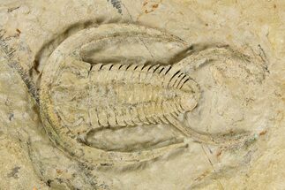 Early Cambrian Trilobite (Perrector) - Tazemmourt, Morocco #252091